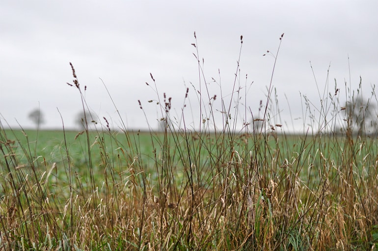 Ireland Bedfordshire