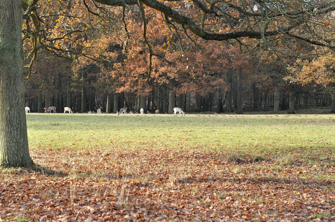 paris-house-woburn-deer